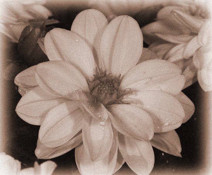 004-DX5Q5248 old fashion